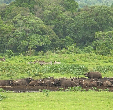Buffalos in Arusha National Park