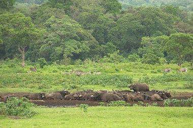 Buffalos in Arusha National Park
