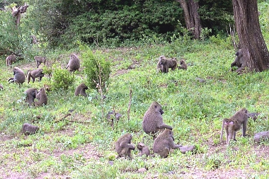 Baboons in Lake Manyara NP