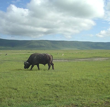 Buffalo in the Ngorongoro Crater