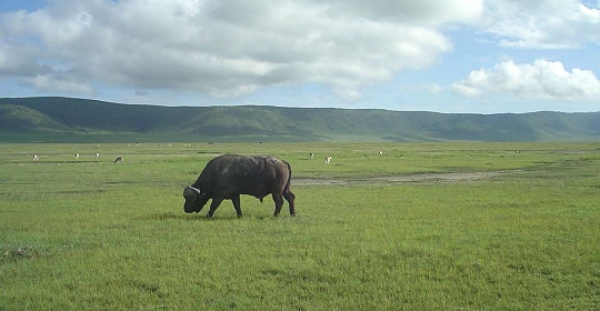 Buffalo in the Ngorongoro Crater