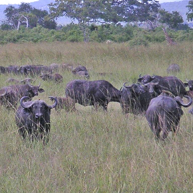 Buffalos in Mikumi National Park