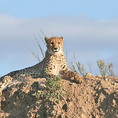 Cheeter in the Serengeti