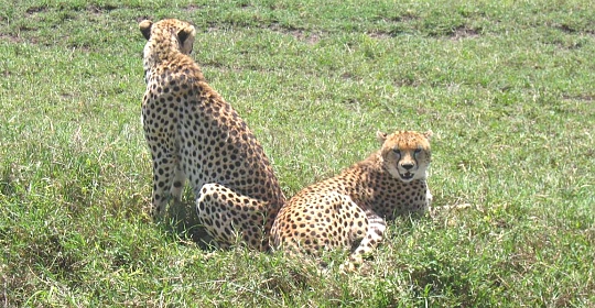 Cheeters in the Ngorongoro Crater