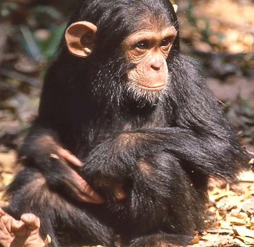 Chimp in Gombe