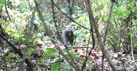 Chimpanzee in the Mahale Park