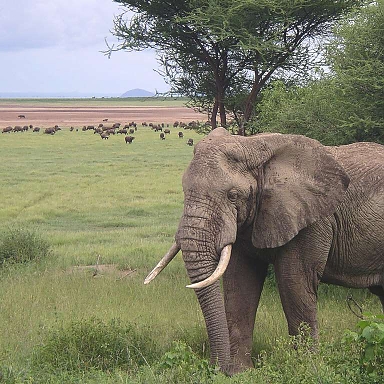 Elephant in the Ngorongoro