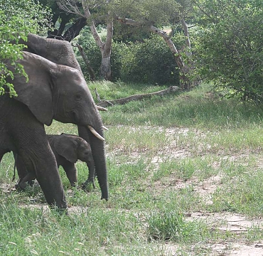 Elephants in the Ruaha National Park