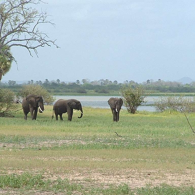 Elephants in the Selous