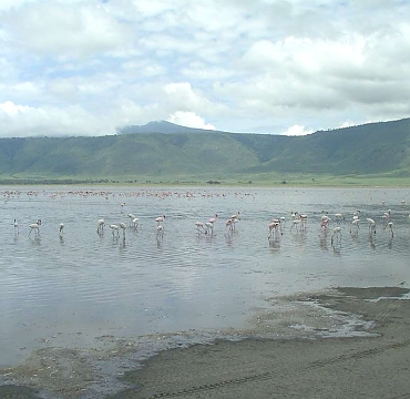 Flamingos in the Ngorongoro Crater
