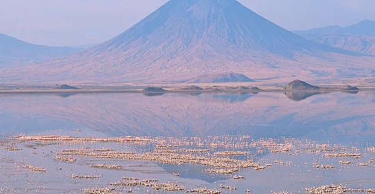 Flamingos near Mount Oldoinyo Lengai