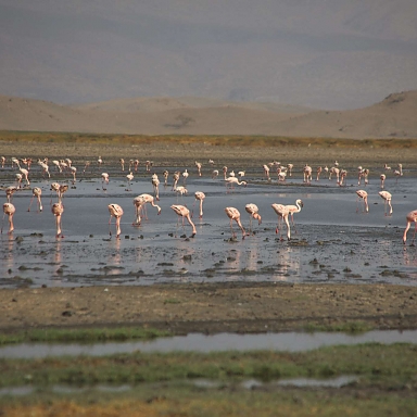 Laser Flamingos in Lake Natron