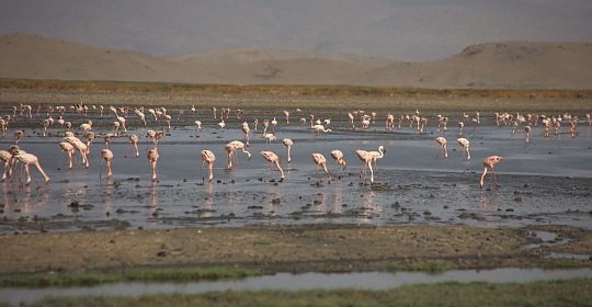 Laser Flamingos in Lake Natron