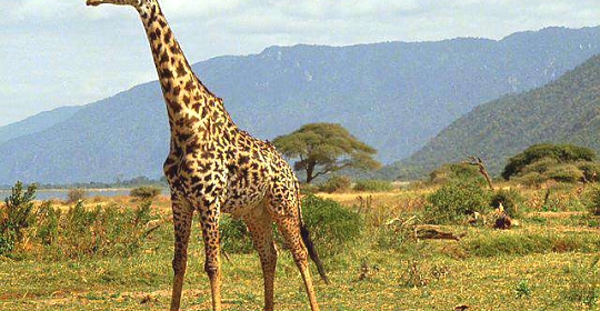 Giraffes in Lake Manyara NP