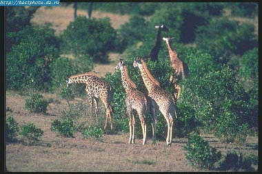 Giraffes in Arusha National Park