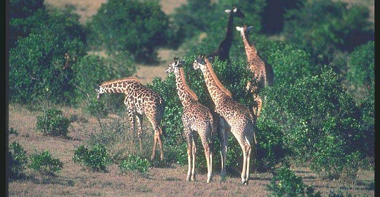 Giraffes in Arusha National Park