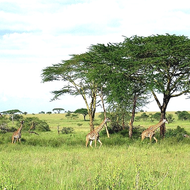 Girrafes in the Serengeti National Park