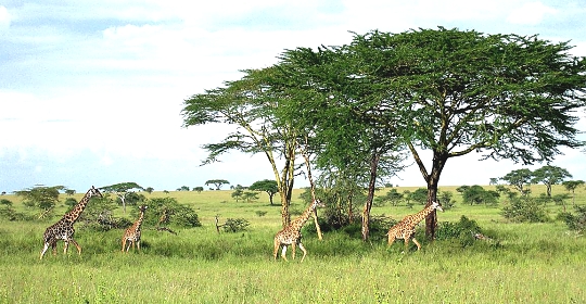 Girrafes in the Serengeti National Park