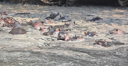 Hippos in Katavi
