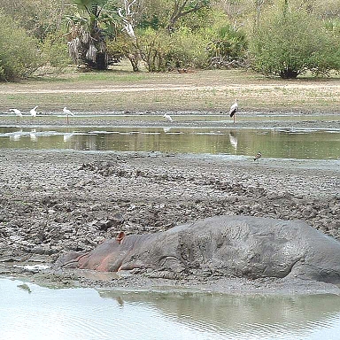 Hippos in Selous River