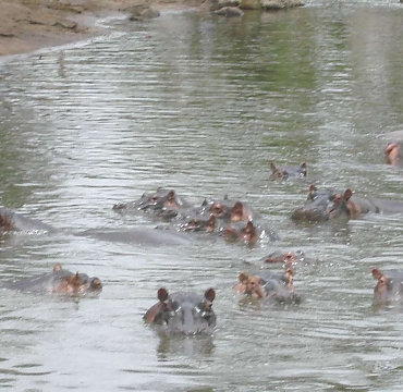 Hippos in Tarangire