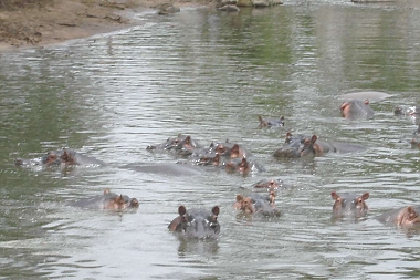 Hippos in Tarangire