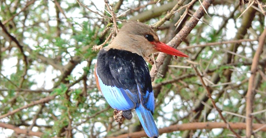 Kingerfisher in Lake Manyara Park