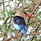 Kingerfisher in Lake Manyara Park
