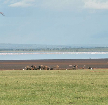 Lake Manyara National Park Flamingos and Buffalos