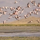 Flamingos in Lake Natron