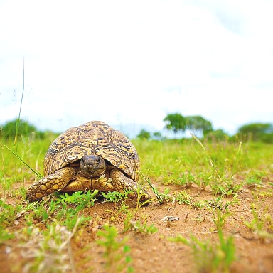 Tortoise, Mkomazi National Park