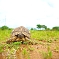 Tortoise, Mkomazi National Park
