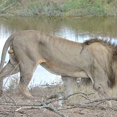 Lion in the Serengeti