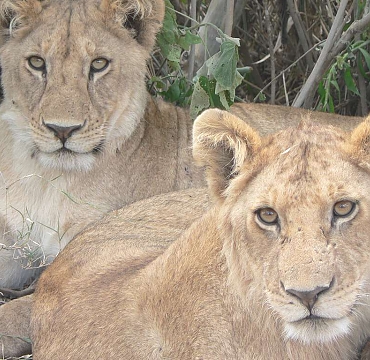 Lions in Lake Manyara Park