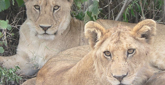 Lions in Lake Manyara Park