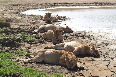 Lions in Ruaha Park