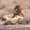 Lions in the Ngorongoro Crater