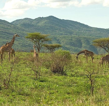 Giraffes in Mkomazi National Park