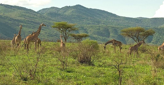 Giraffes in Mkomazi National Park