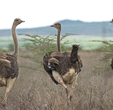 Ostriches in Mkomazi National Park