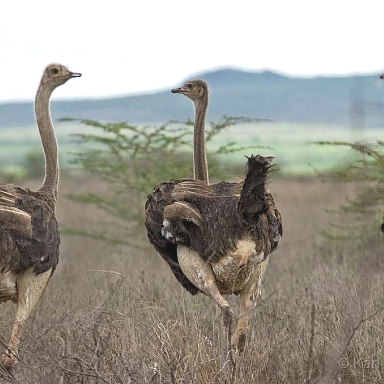Ostriches in Mkomazi National Park