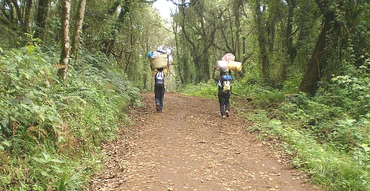Porters Climbing Kilimanjaro