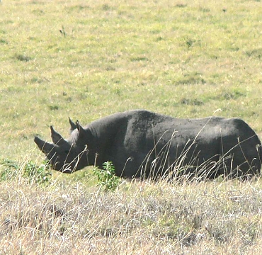 Rhino in Ngorongoro