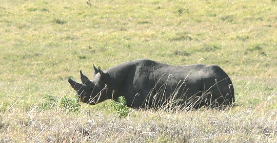 Rhino in Ngorongoro