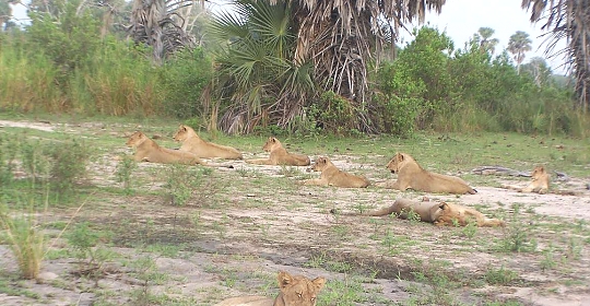 Selous Game Reserve Lions
