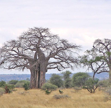 Baobabs in Tarangire National Park