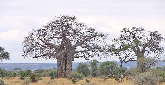 Baobabs in Tarangire National Park