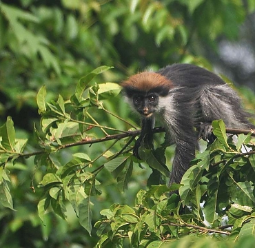 Udzungwa National Park Red Colobus Monkey