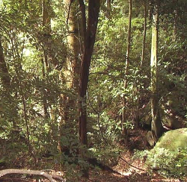 Thick Forest in Udzungwa Park