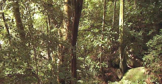 Thick Forest in Udzungwa Park